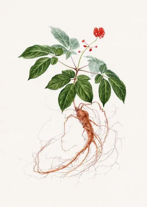 All-Healing (Panax Ginseng C.A. Mey.)