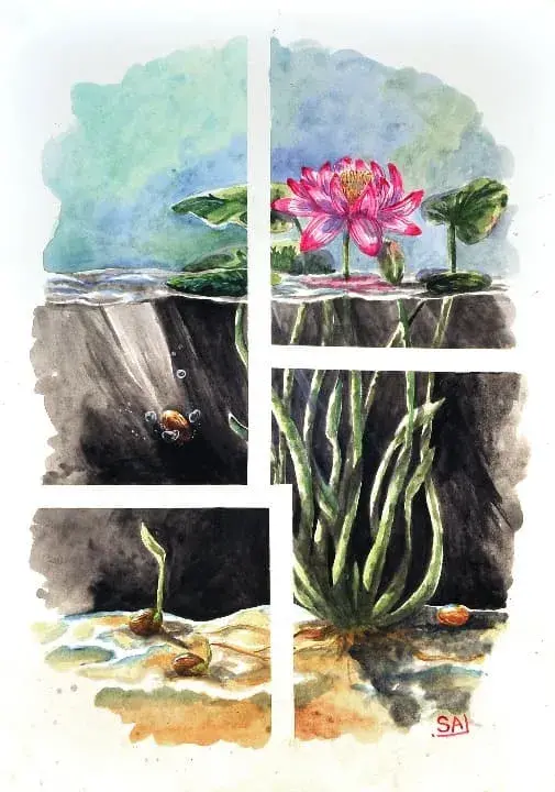 Empat Fase Kehidupan