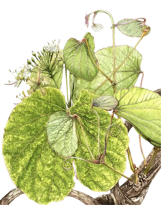 Botanical background asset 1