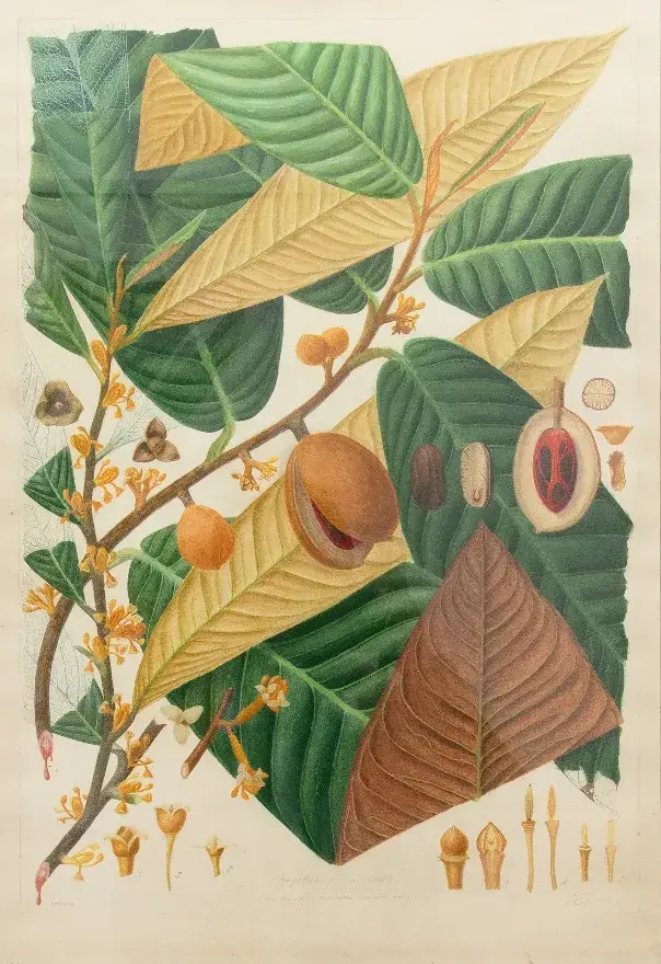 Ananda Firman Syarif