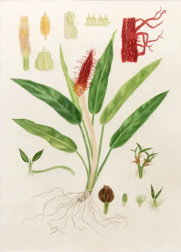 Guy Frankin Amrado Sitorus