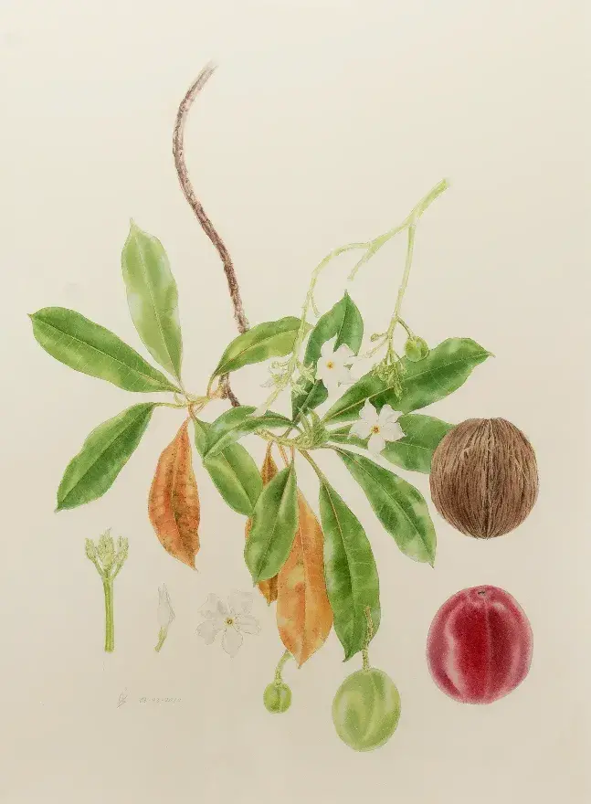 Muhammad Fabio R Kurniawan