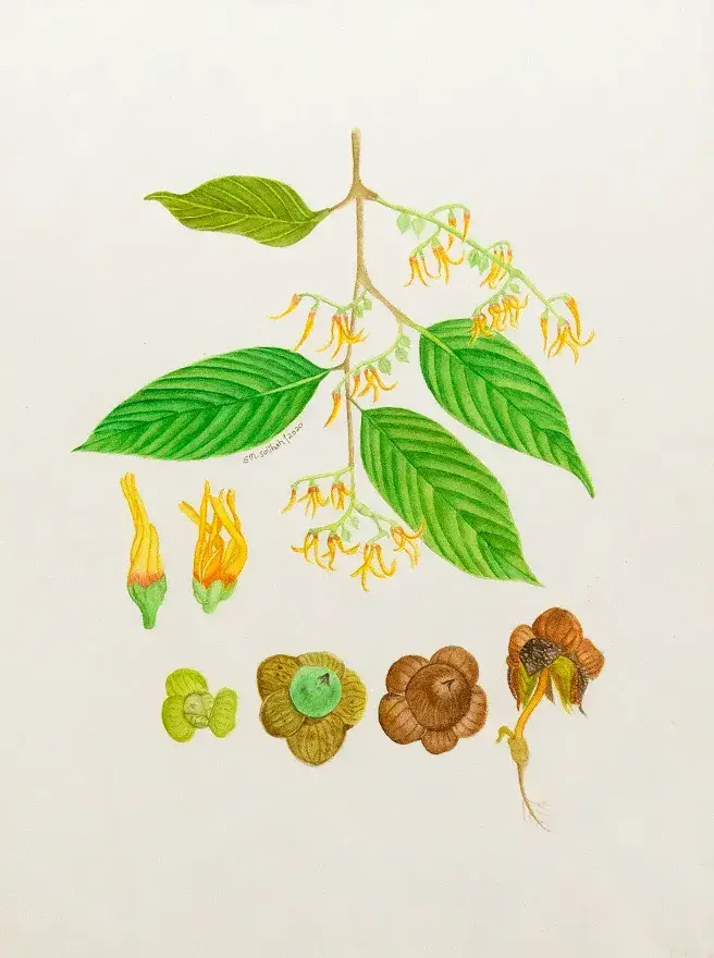 Saniyatun Mar-atus Solihah